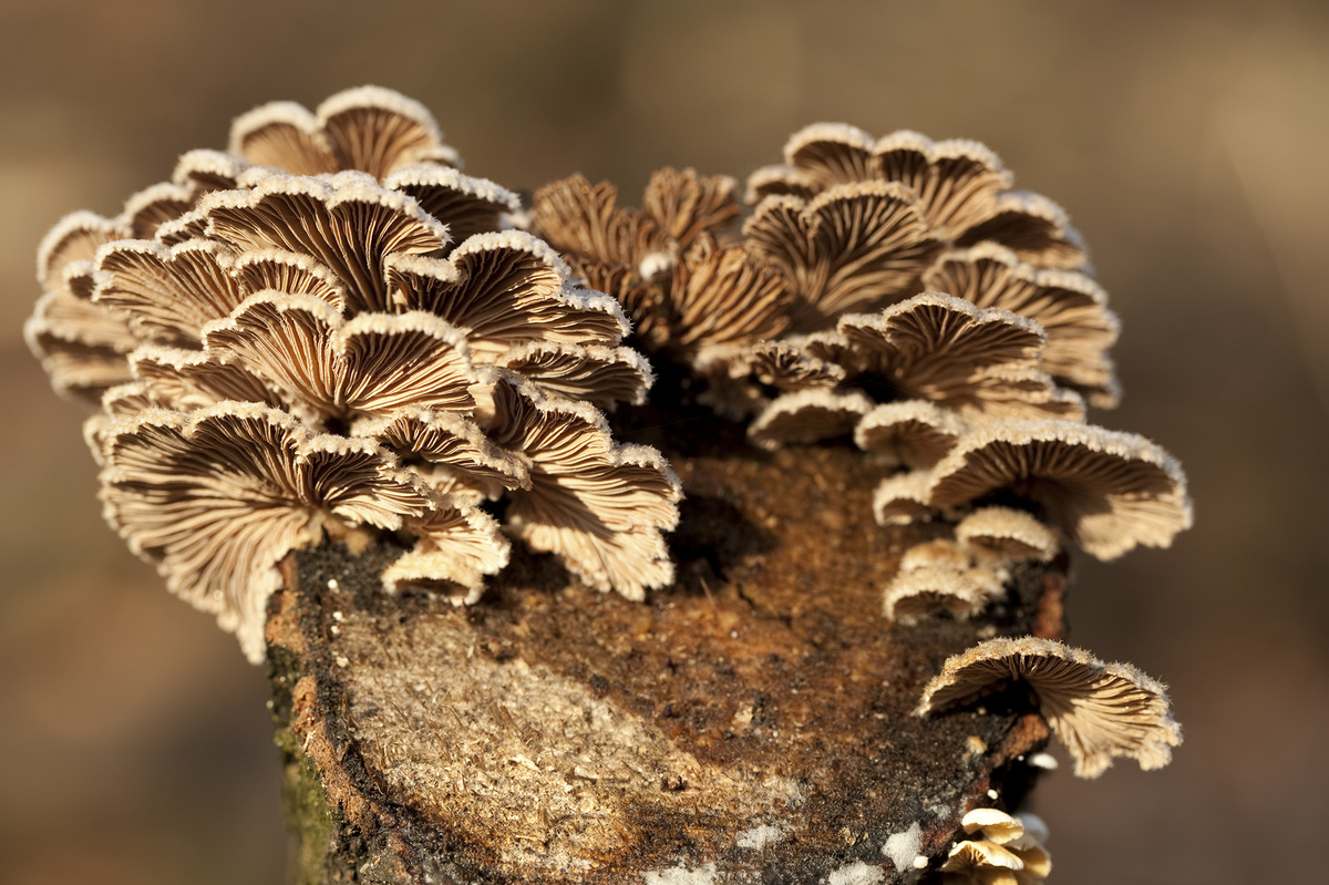 Trip Out On These 11 Crazy Mushrooms Huffpost