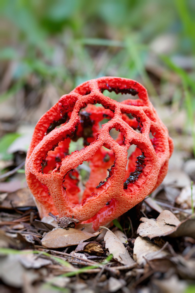 Trip Out On These 11 Crazy Mushrooms Huffpost