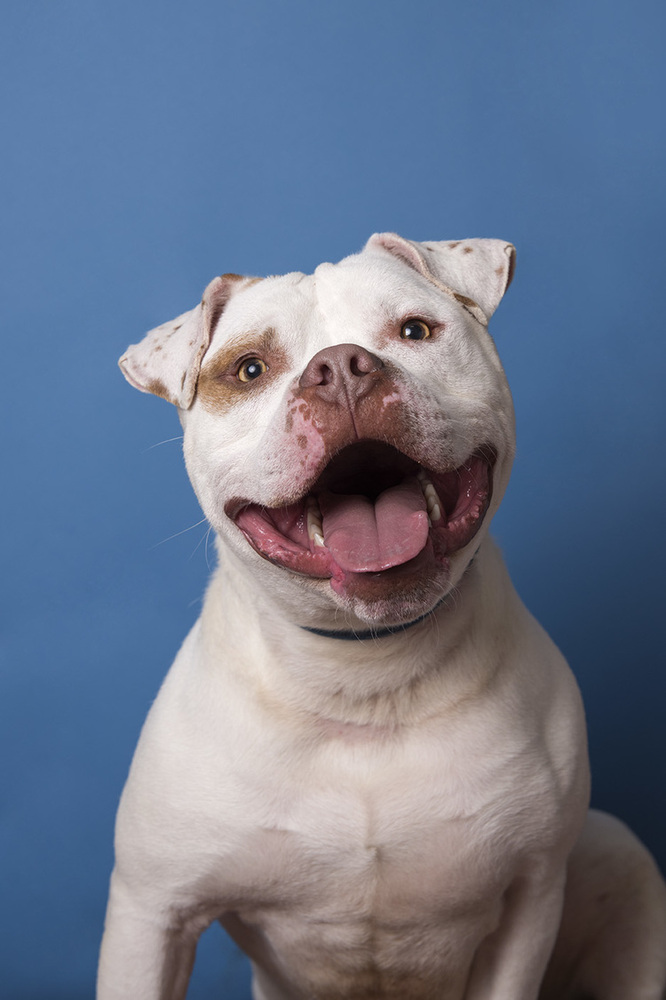 Pit Bull Rescued From High Kill Shelter Really Loves Snuggling Especially With His Adoptive Dad 