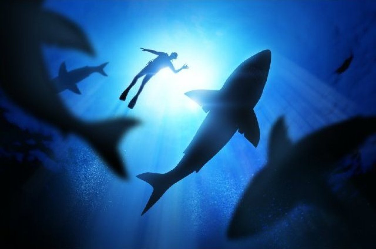 The Most Dangerous Beaches For Shark Attacks In The U S Huffpost