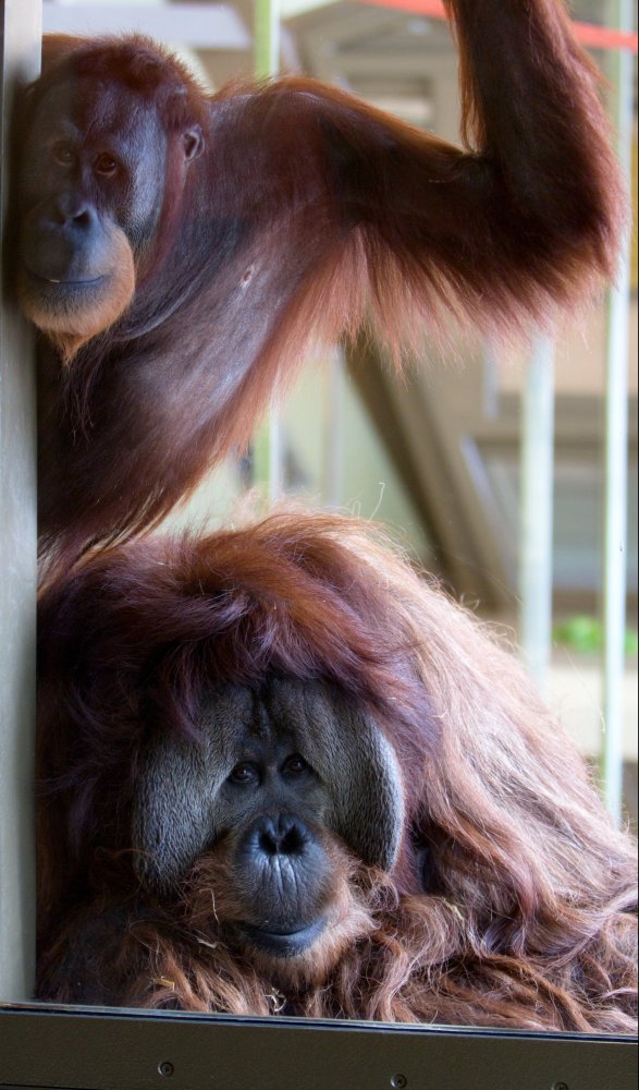 Up Close With a Very Smart Orangutan at the Indianapolis Zoo | HuffPost