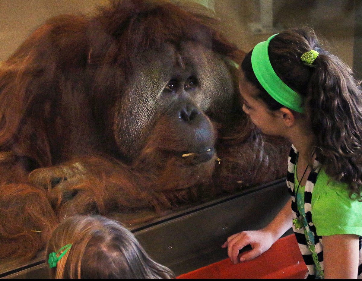 Up Close With a Very Smart Orangutan at the Indianapolis Zoo | HuffPost