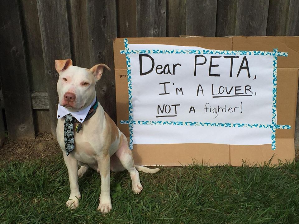 Dear PETA Dogs Respond To PETA Joining Terrible AntiPit Bull Coalition HuffPost