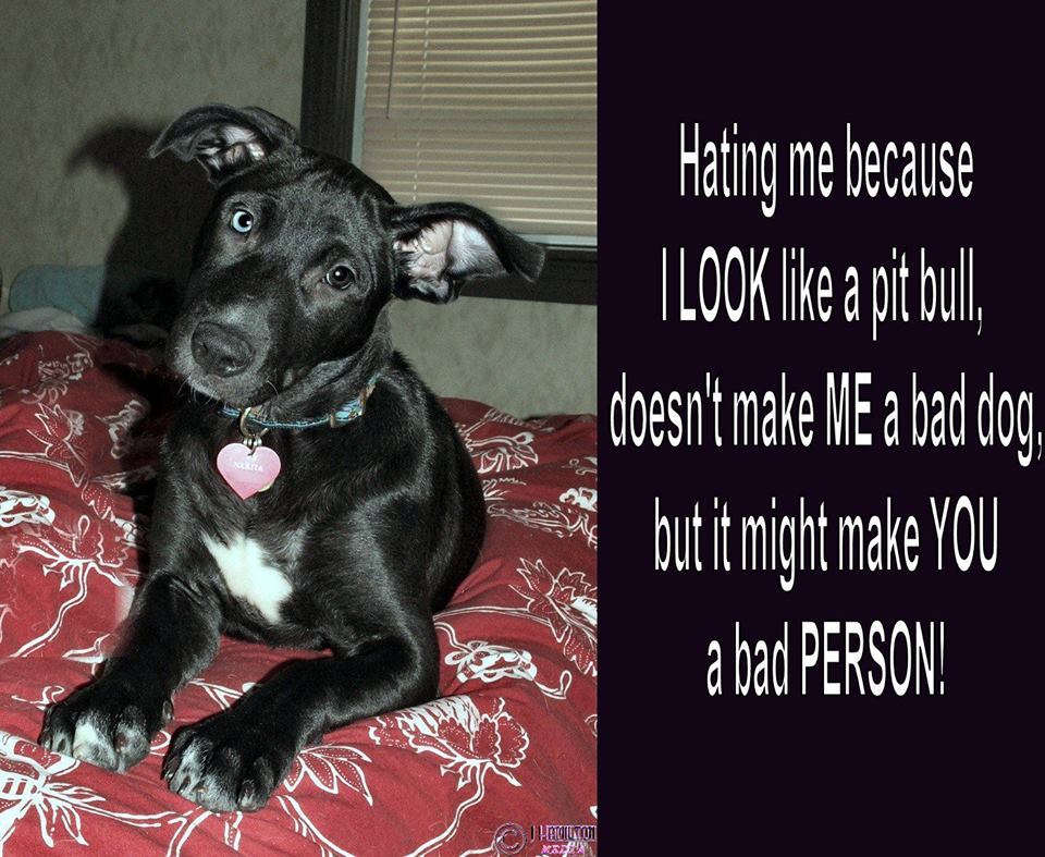 Dear PETA: Dogs Respond To PETA Joining Terrible Anti-Pit Bull ...