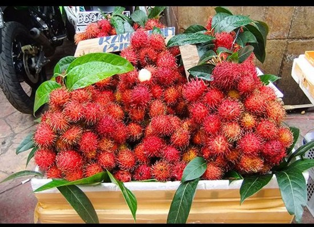 14 Bizarre Fruits from Around the World HuffPost
