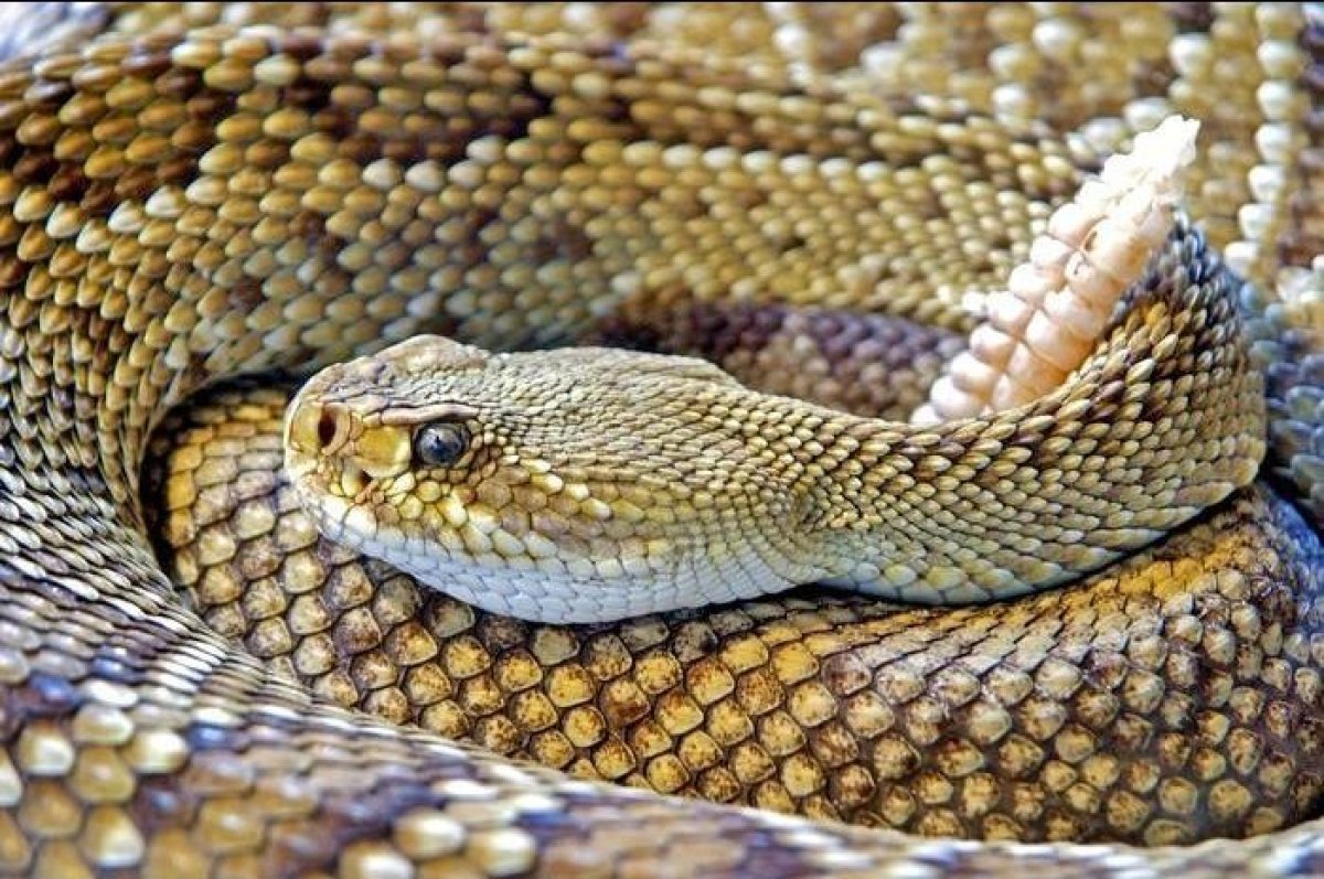 The World's Most Dangerous Snakes | HuffPost