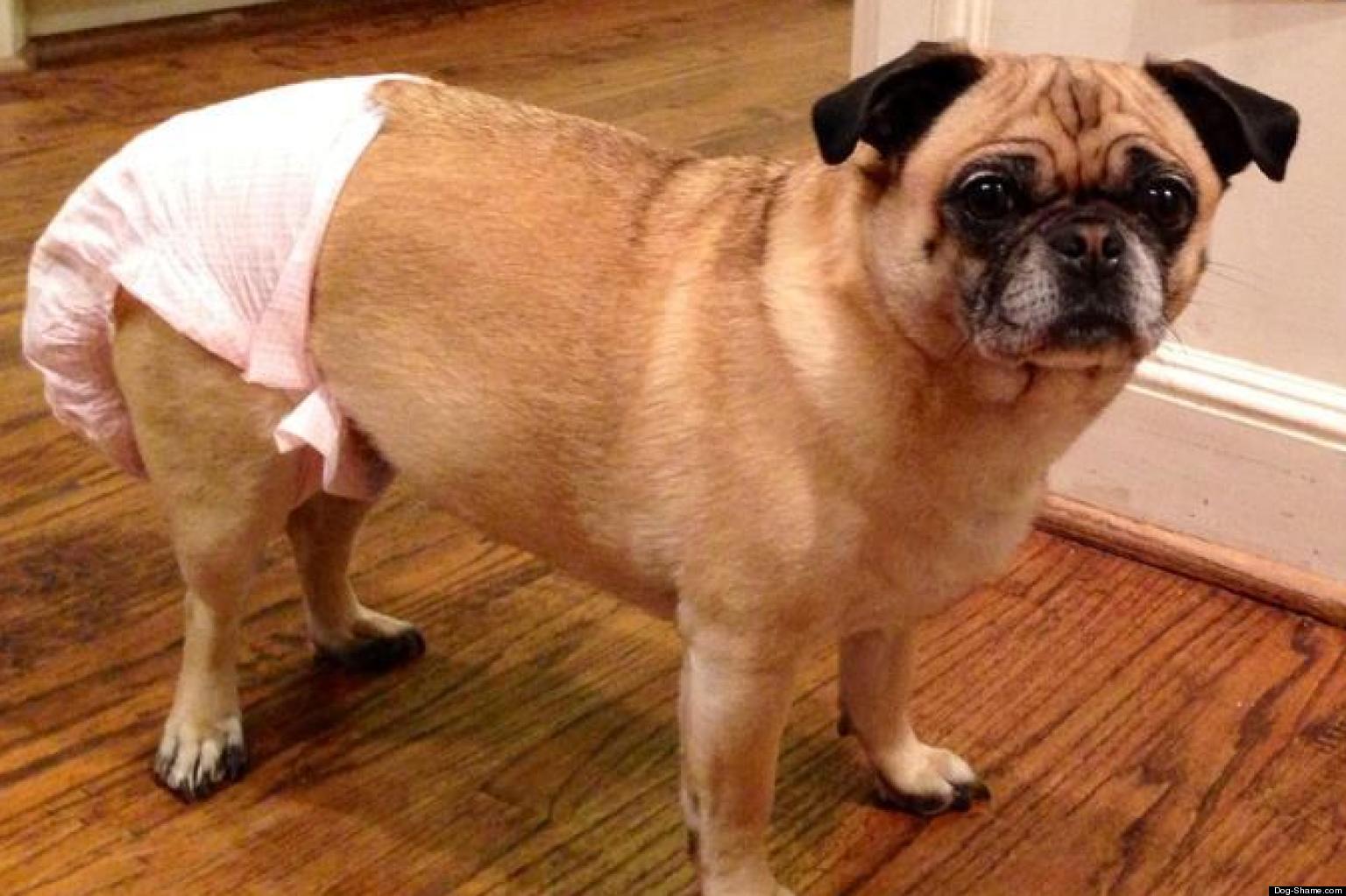 Biscuit, Pug In A Diaper, DogShamed After Eating A Tube Of Vaseline