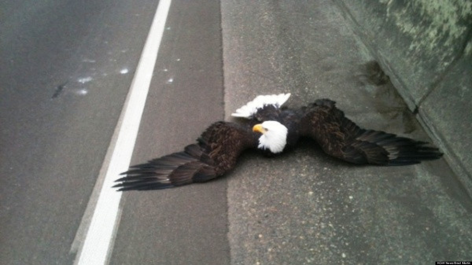 bald eagle rescued after being hit by car on interstate 84 bald eagle rescued after being hit by car on interstate 84
