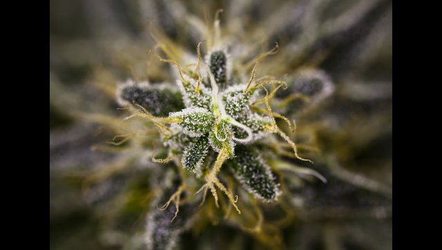 Marijuana - Marijuana Porn: Check Out These Gorgeous Shots Of Weed, Man ...