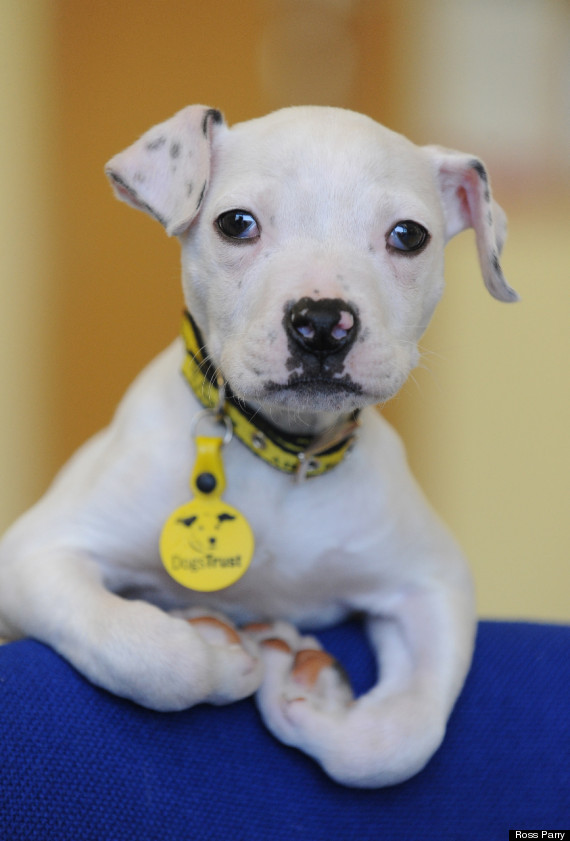 Abandoned Staffordshire Bull Terrier Puppy Named Wonky Suffers From