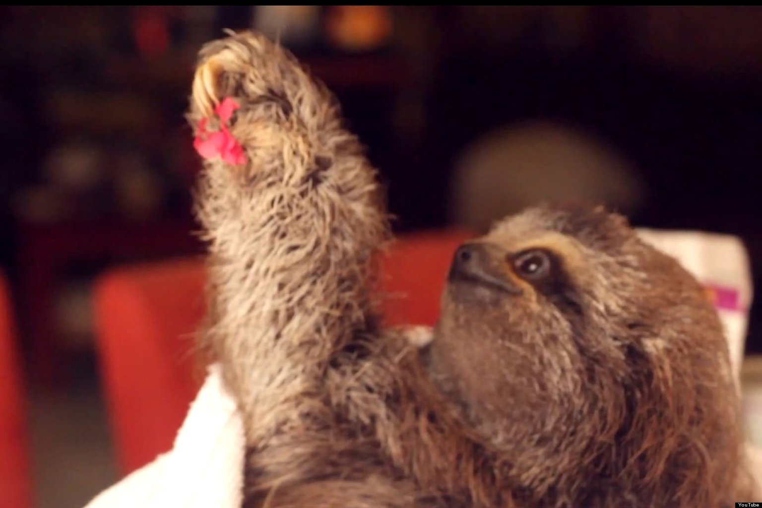 Matty The Baby Sloth Wants To Give You A Flower (VIDEO) | HuffPost