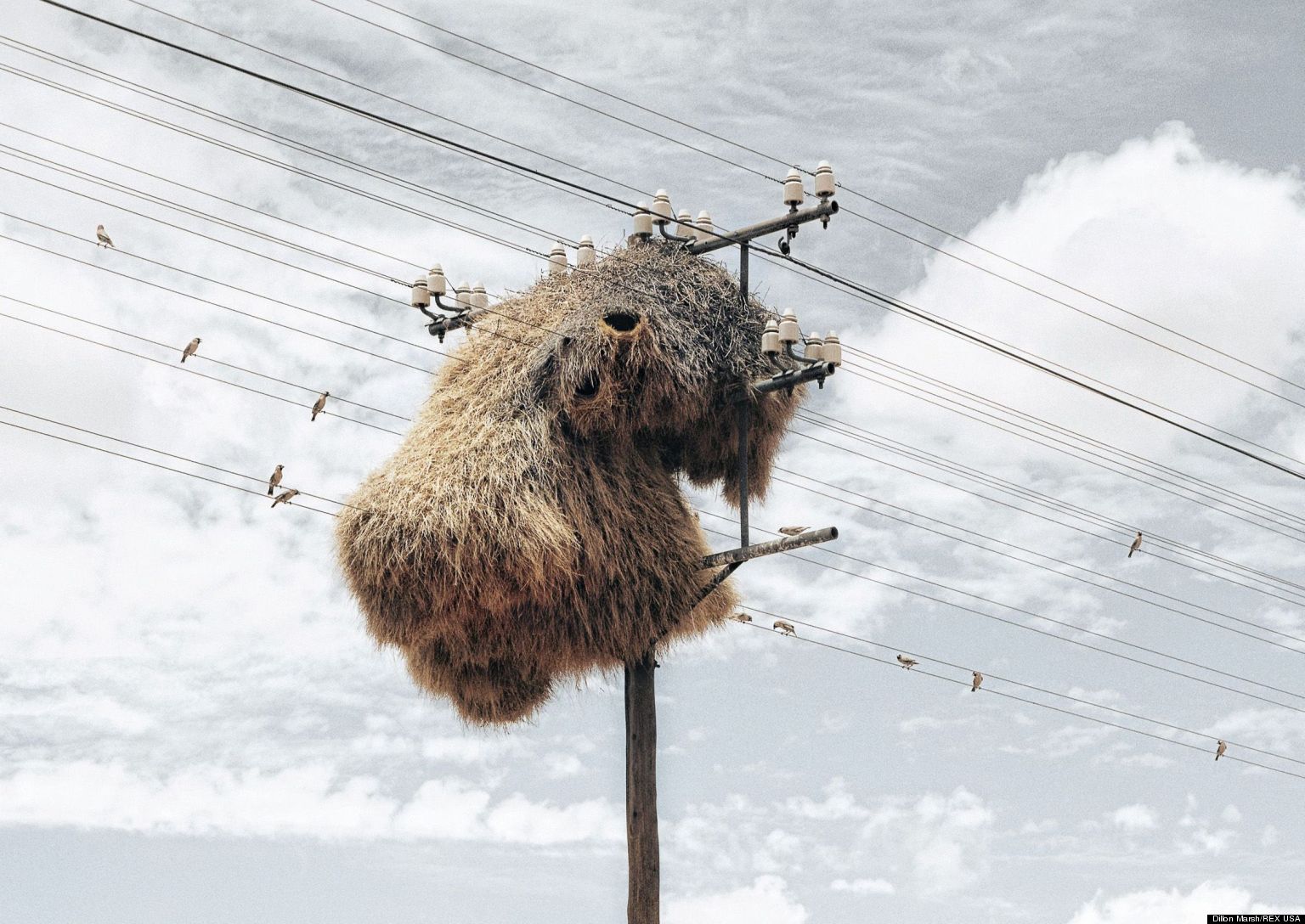 World s Largest Bird Nests Photographer Dillon Marsh Snaps Social 