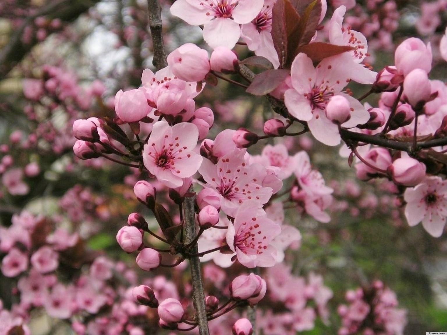 Beautiful Early Blooming Spring Flowers That Are Just As Anxious For 