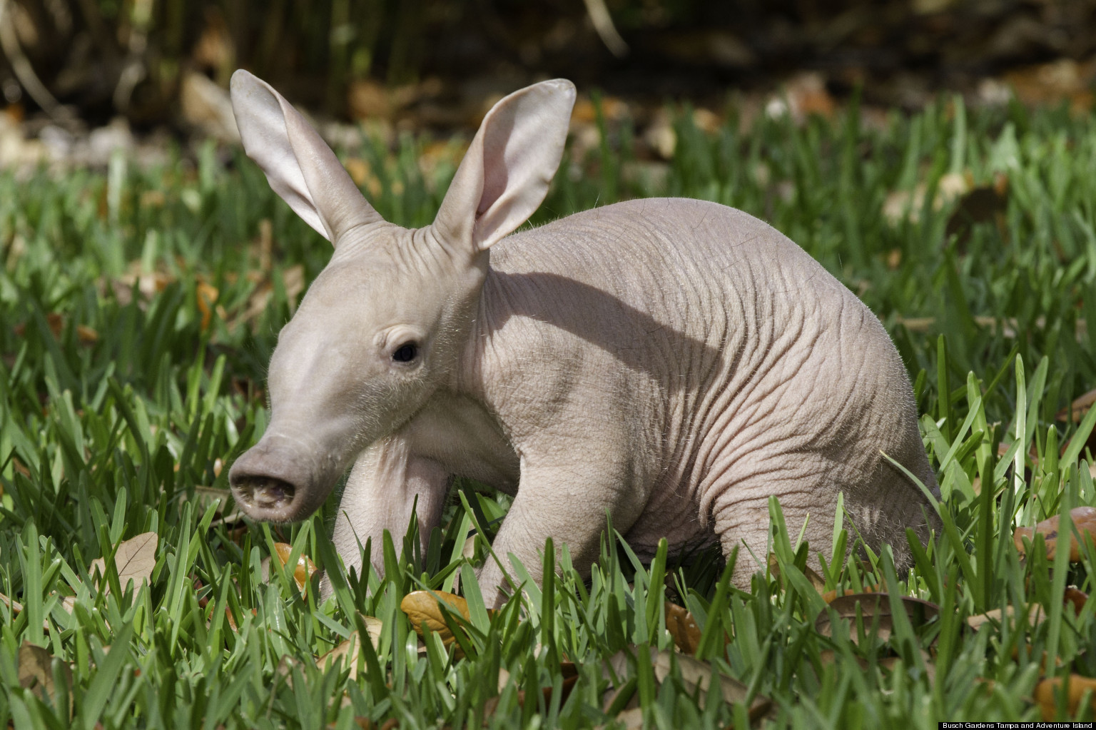 Another Baby Aardvark Born At Busch Gardens Tampa Bay (PHOTO) | HuffPost