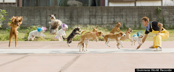 skipping dogs
