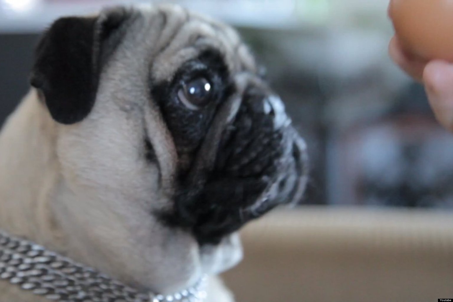 jellycat pablo pug