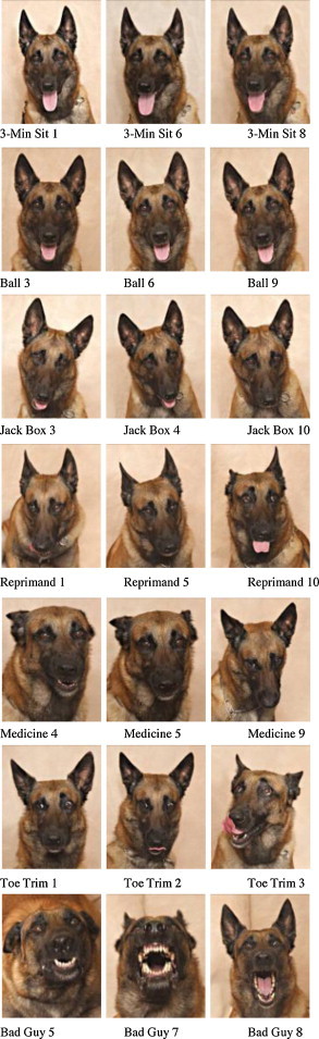 chiens expressions faciales