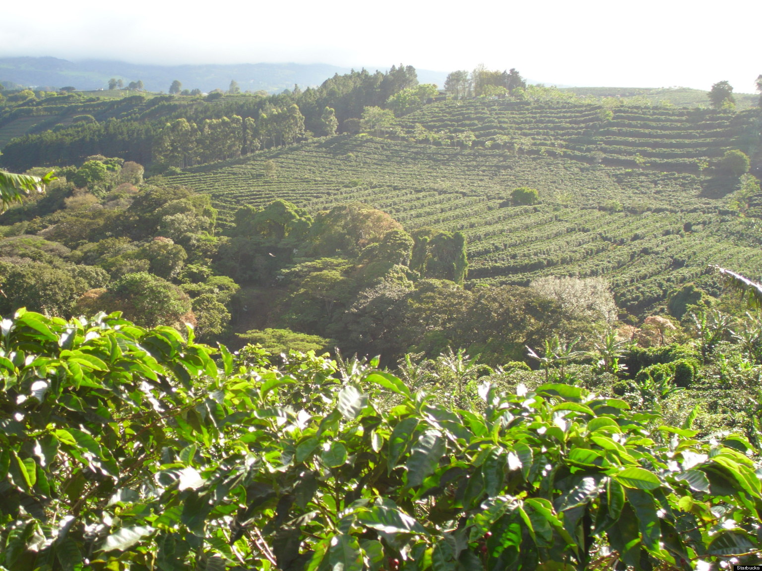 Starbucks To Start First Farm In Costa Rica To Cultivate New Types Of