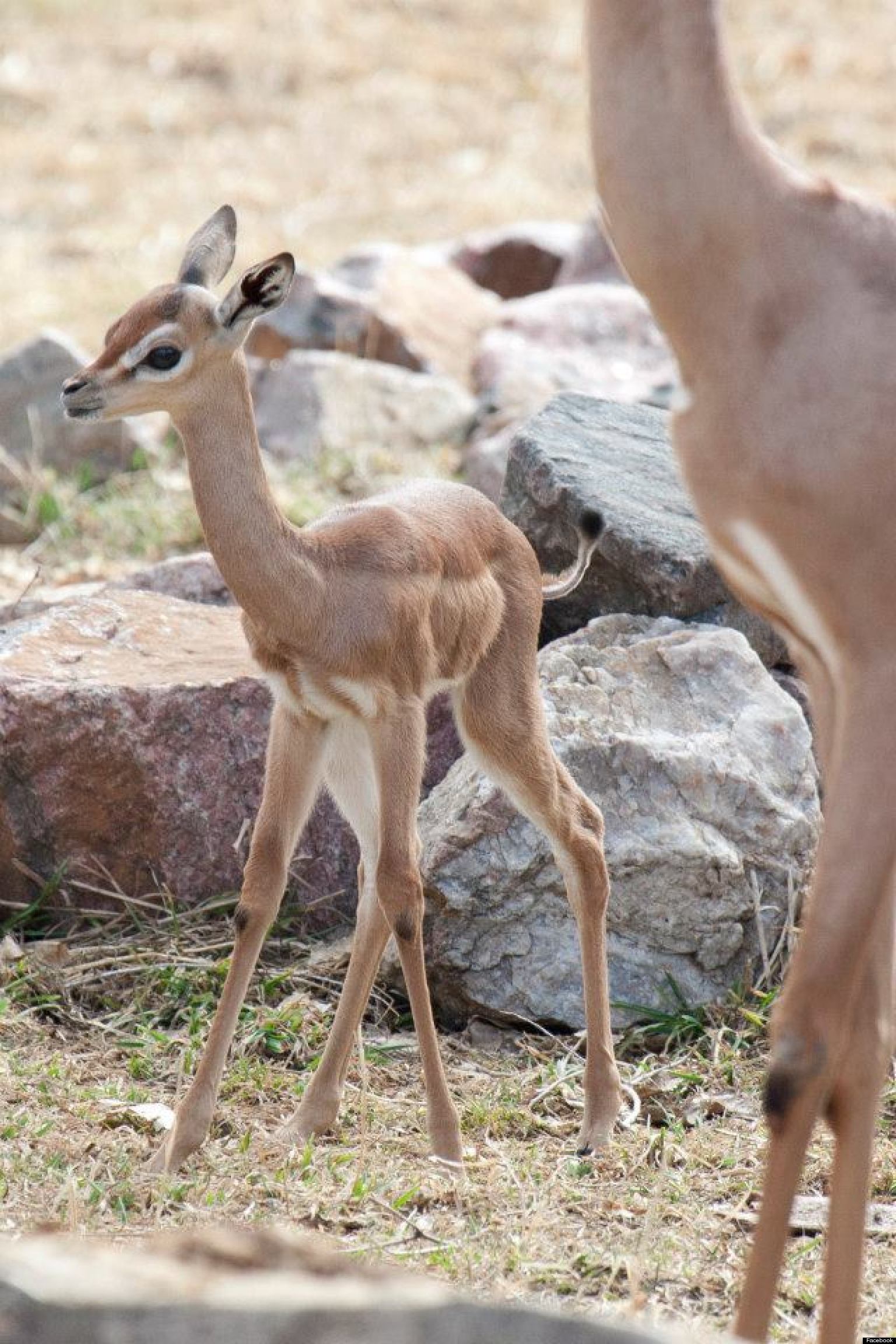 Denver Zoo Gets Its First Baby Gerenuk Named 'Blossom' (PHOTOS, VIDEO