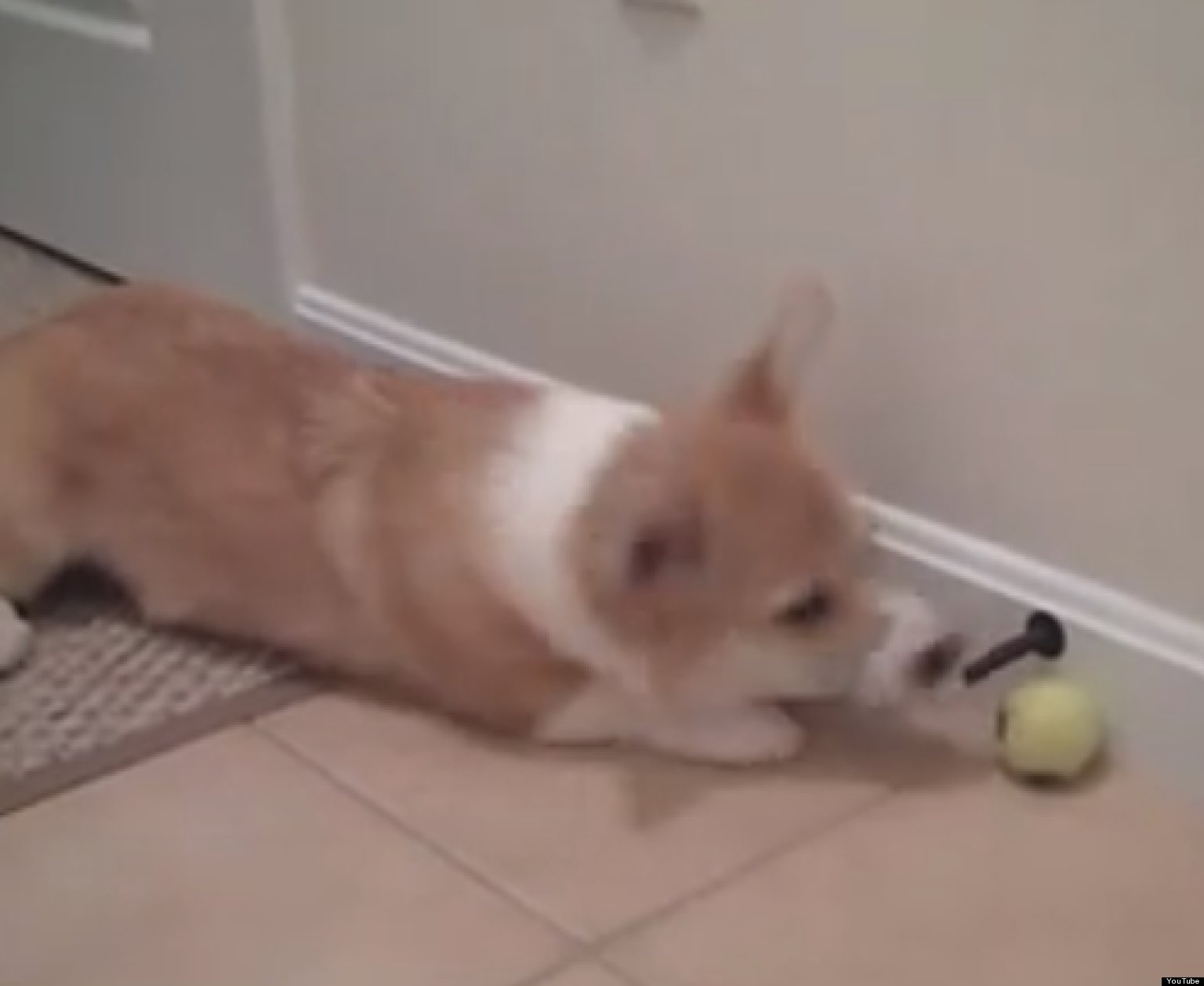 Puppy vs. Doorstop (VIDEO) HuffPost