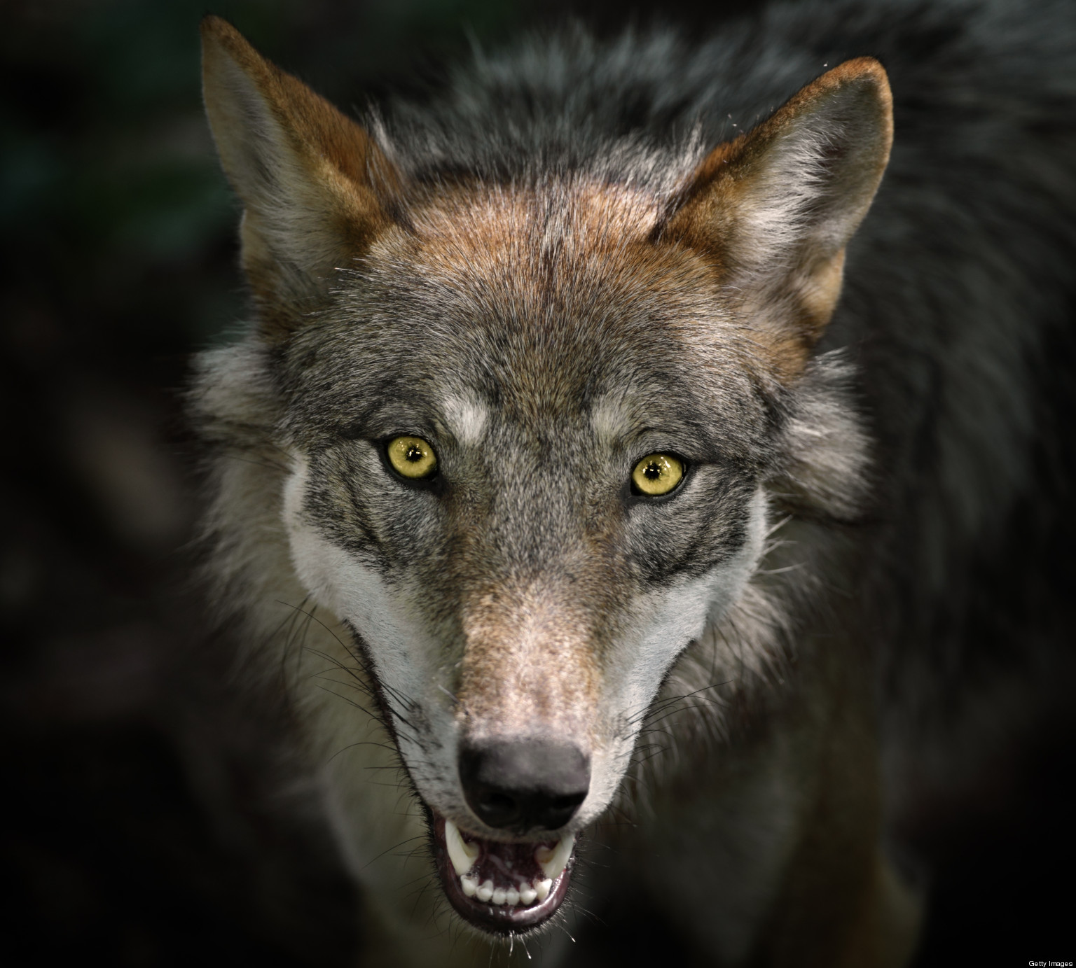 Lawmakers Push To Take Gray Wolf Off Endangered Species List | HuffPost