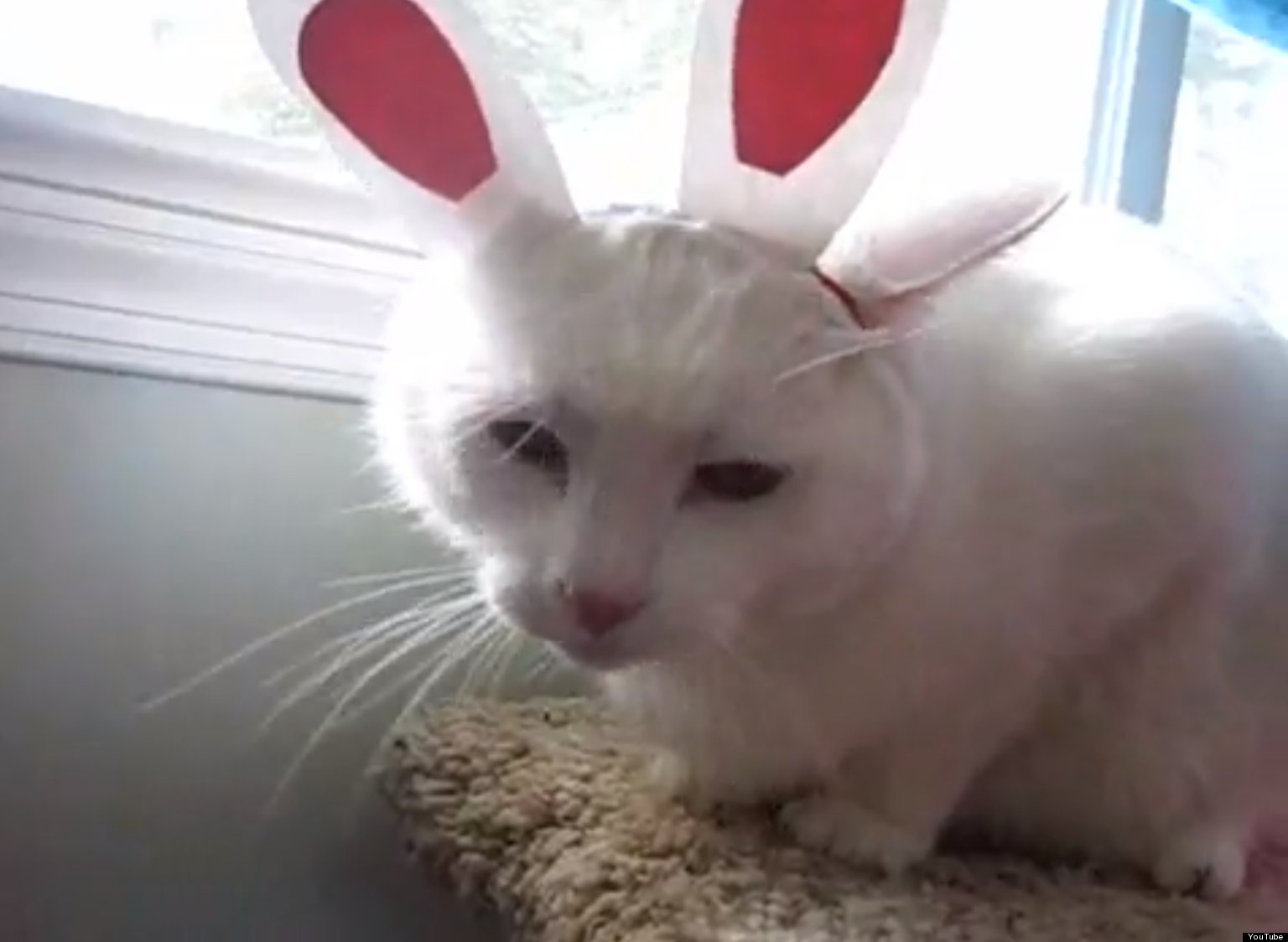 7 Cute Pets Wearing Bunny Ears (VIDEOS) | HuffPost