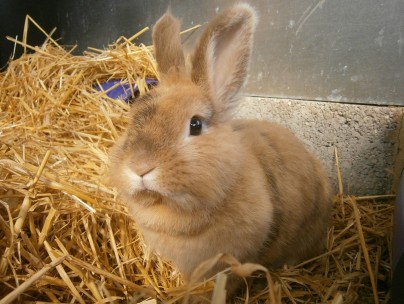 beyoncerabbit