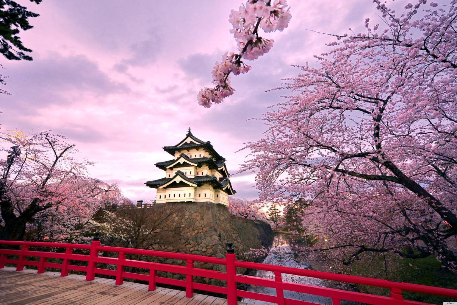 Anese Cherry Blossom Tree For Image Home Garden And Anese Cherry Blossom Trees Bursting Into Bloom Make Us Impatient
