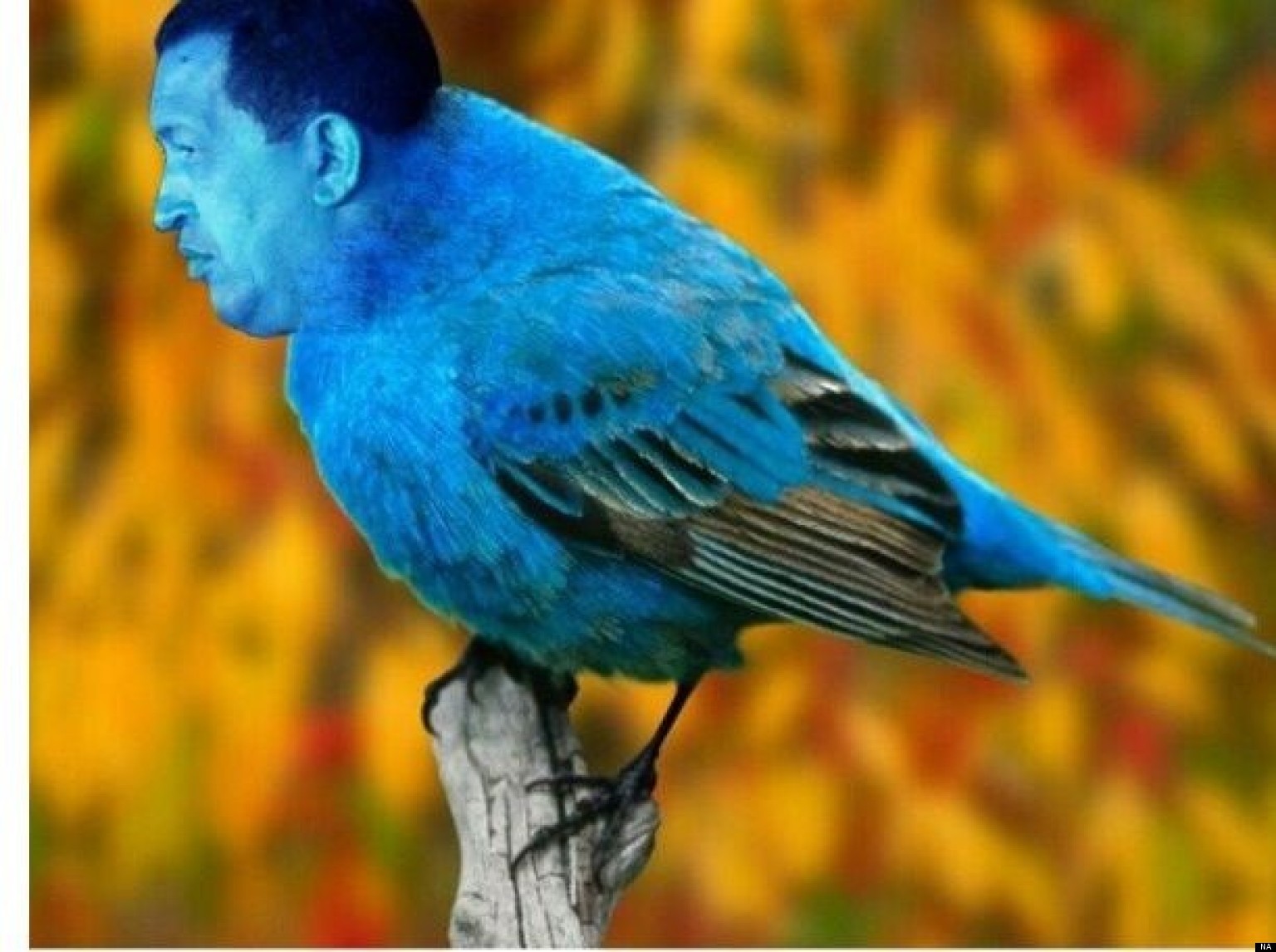 nicolás maduro assures hugo chávez appeared to him as a little bird