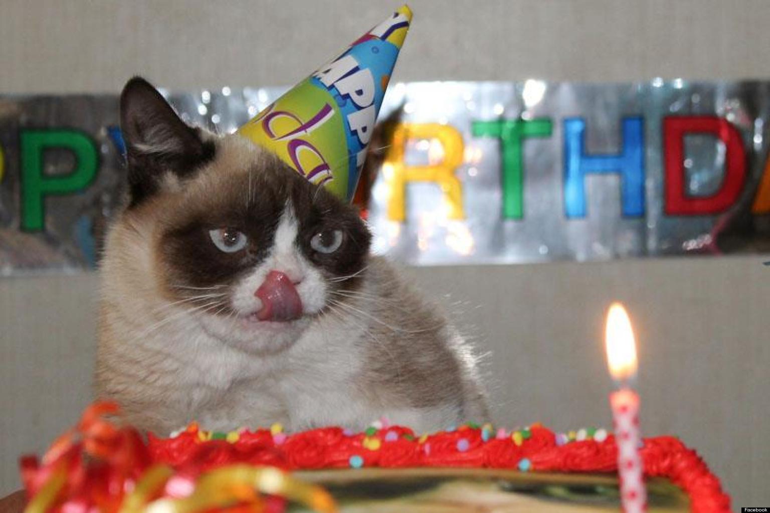 Grumpy Cat Celebrates Her First Birthday (PHOTOS) | HuffPost