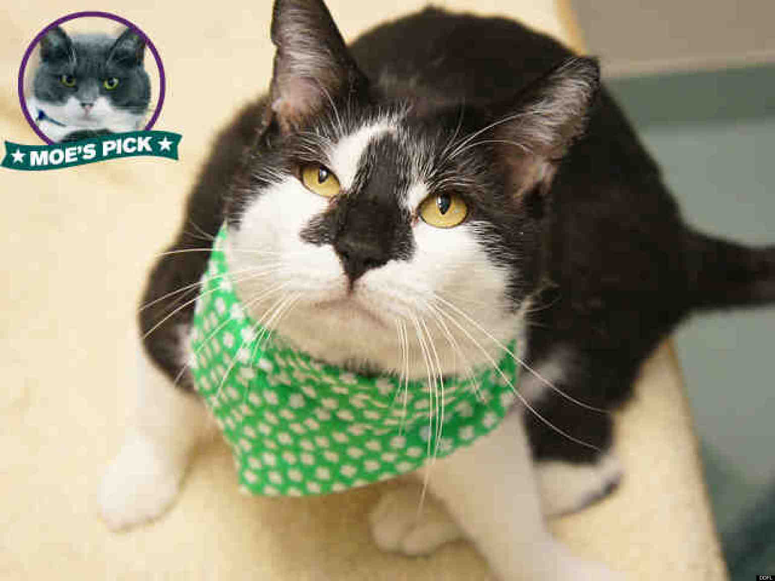 Denver Dumb Friends League Has Adoptable Cats For $10 (PHOTOS) | HuffPost