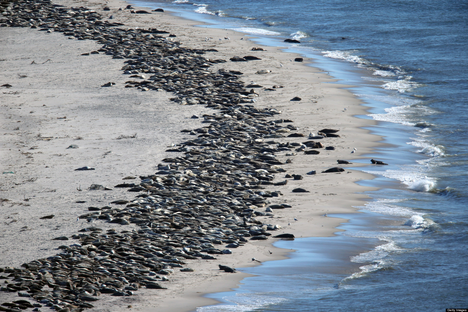 Cape Cod Seals Photos Show Them Soaking Up Sun On The Monomoy National