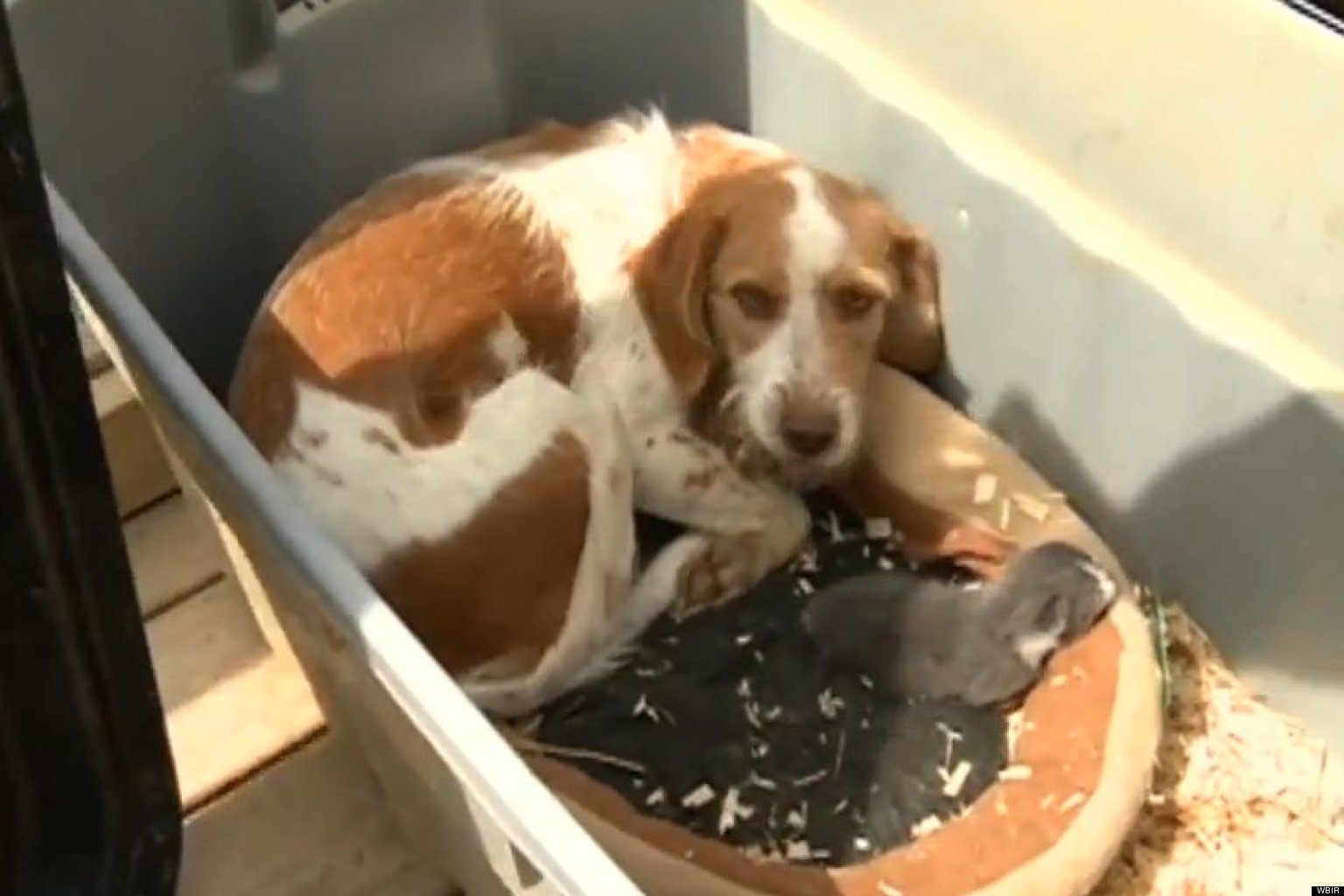 Dog Helps Nurse A Litter Of Kittens (VIDEO) HuffPost