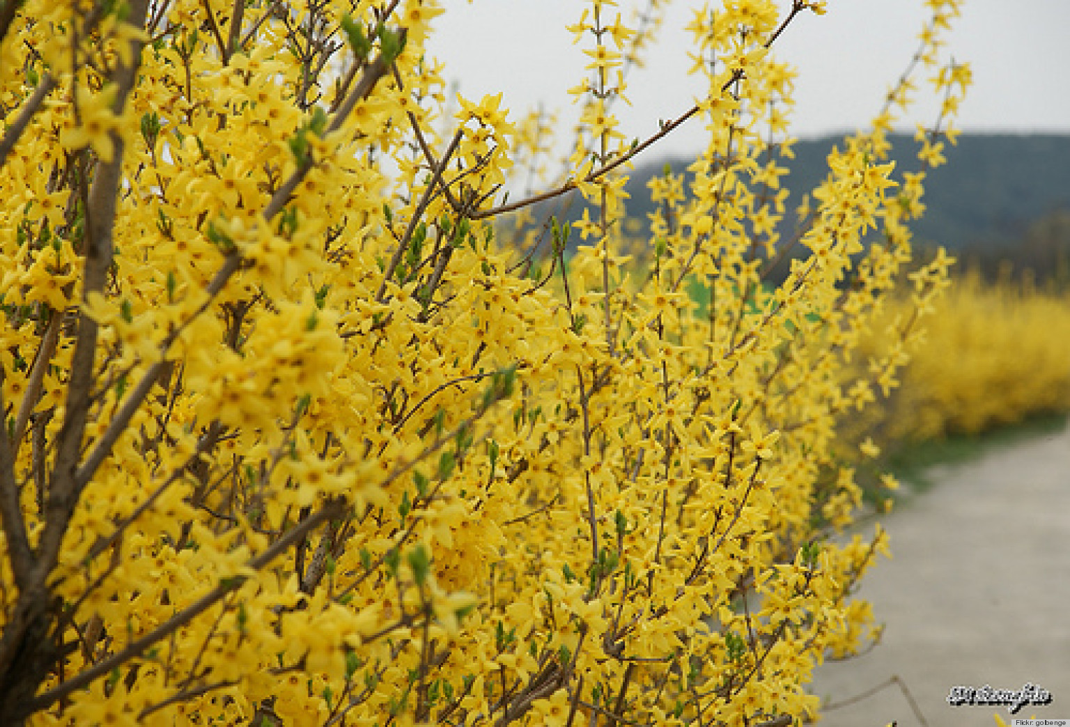 Sprout Home Plant of the Week: Beautiful Forsythia Plants And Their