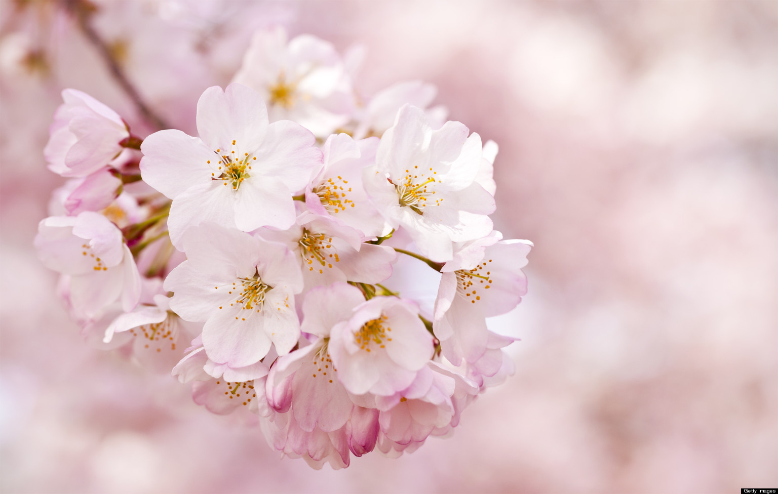 Cherry Blossoms: History Behind The Bloom | HuffPost