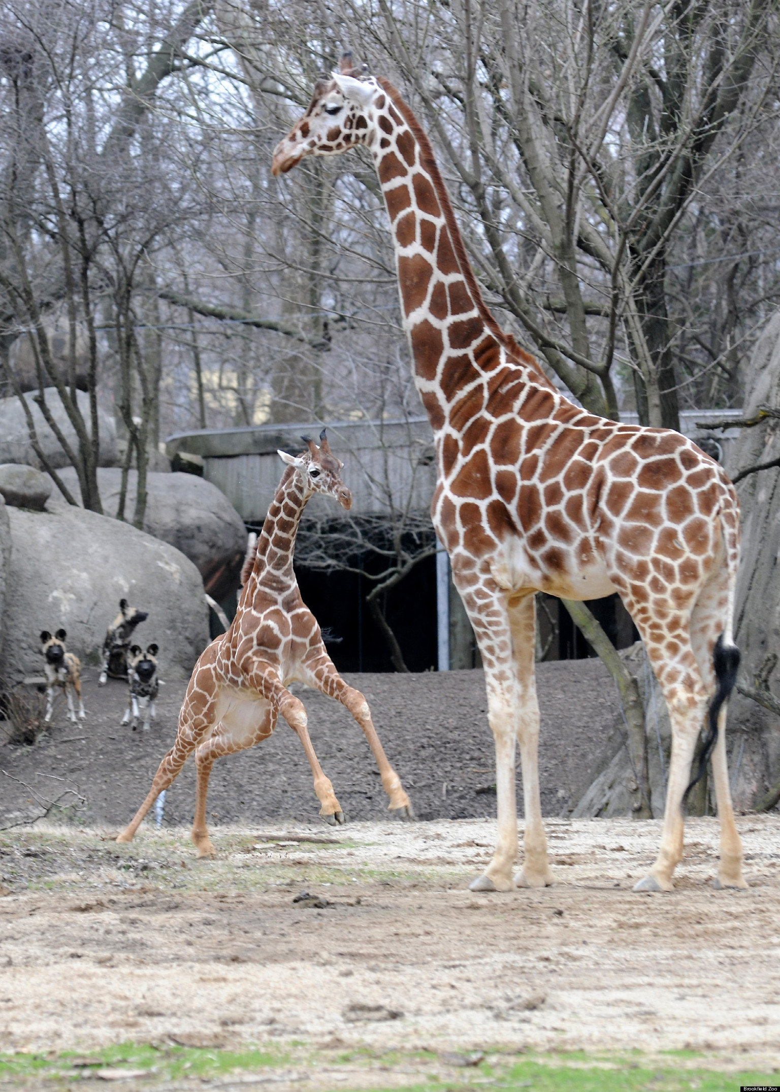 Brookfield Zoo Giraffes Frolic, Play In Warmer Spring Weather; Baby Dave Makes Debut (PHOTOS