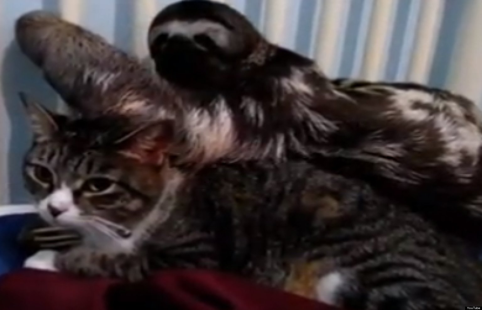 Sloth Hugs Cat (VIDEO) HuffPost