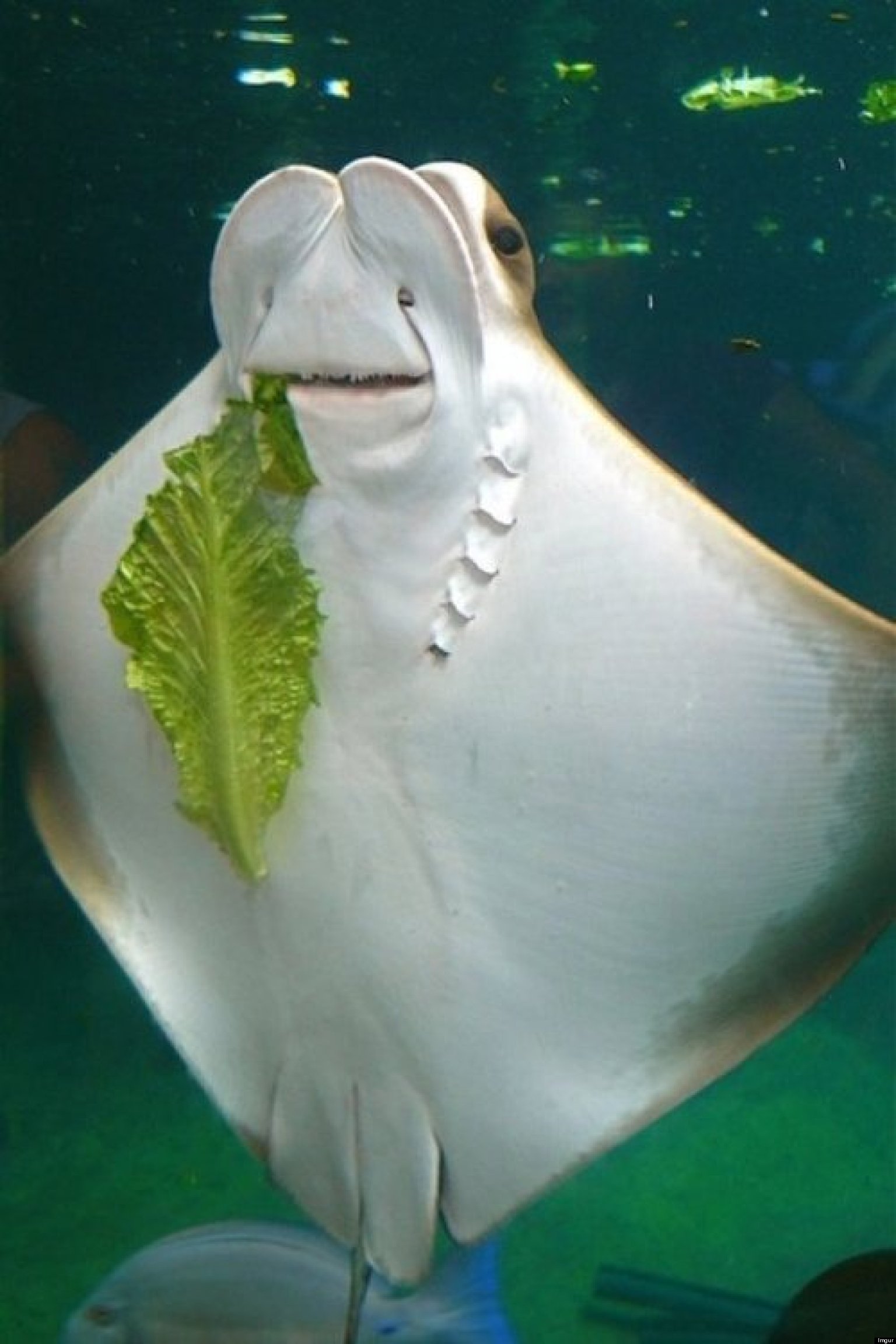 Happy Stingray Eating Lettuce May Be The Best Thing You See All Day