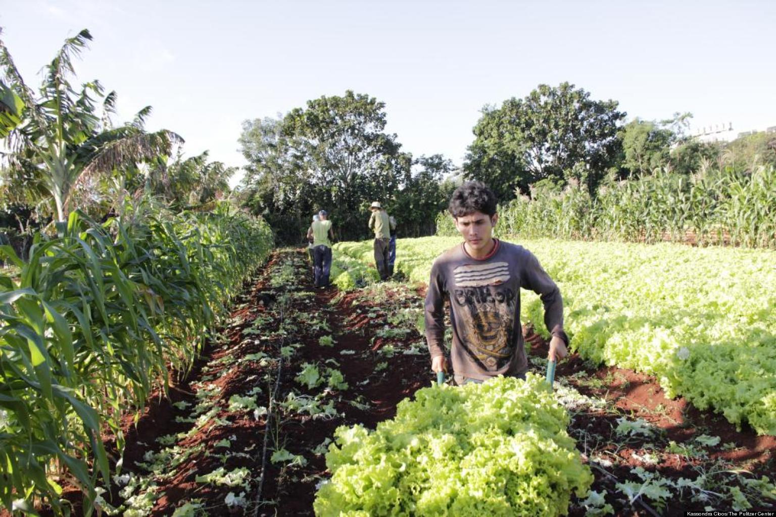 Sustainable Farming In Cuba Ideal Job In An Isolated Country HuffPost