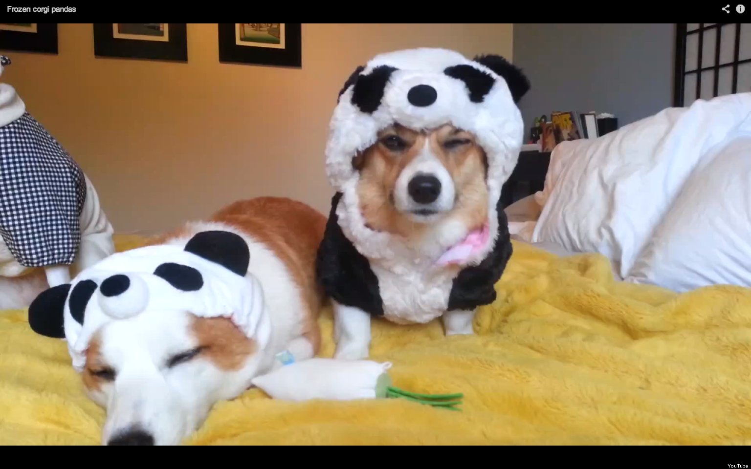 Corgis In Panda Costumes Look Ready To Hurt Owner (VIDEO) | HuffPost