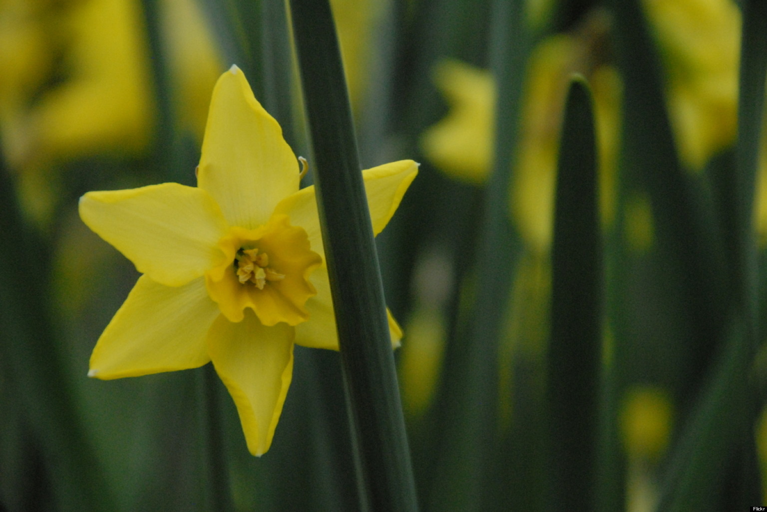 GPS Guide: Beautiful May Flowers Make Us Smile (PHOTOS) | HuffPost