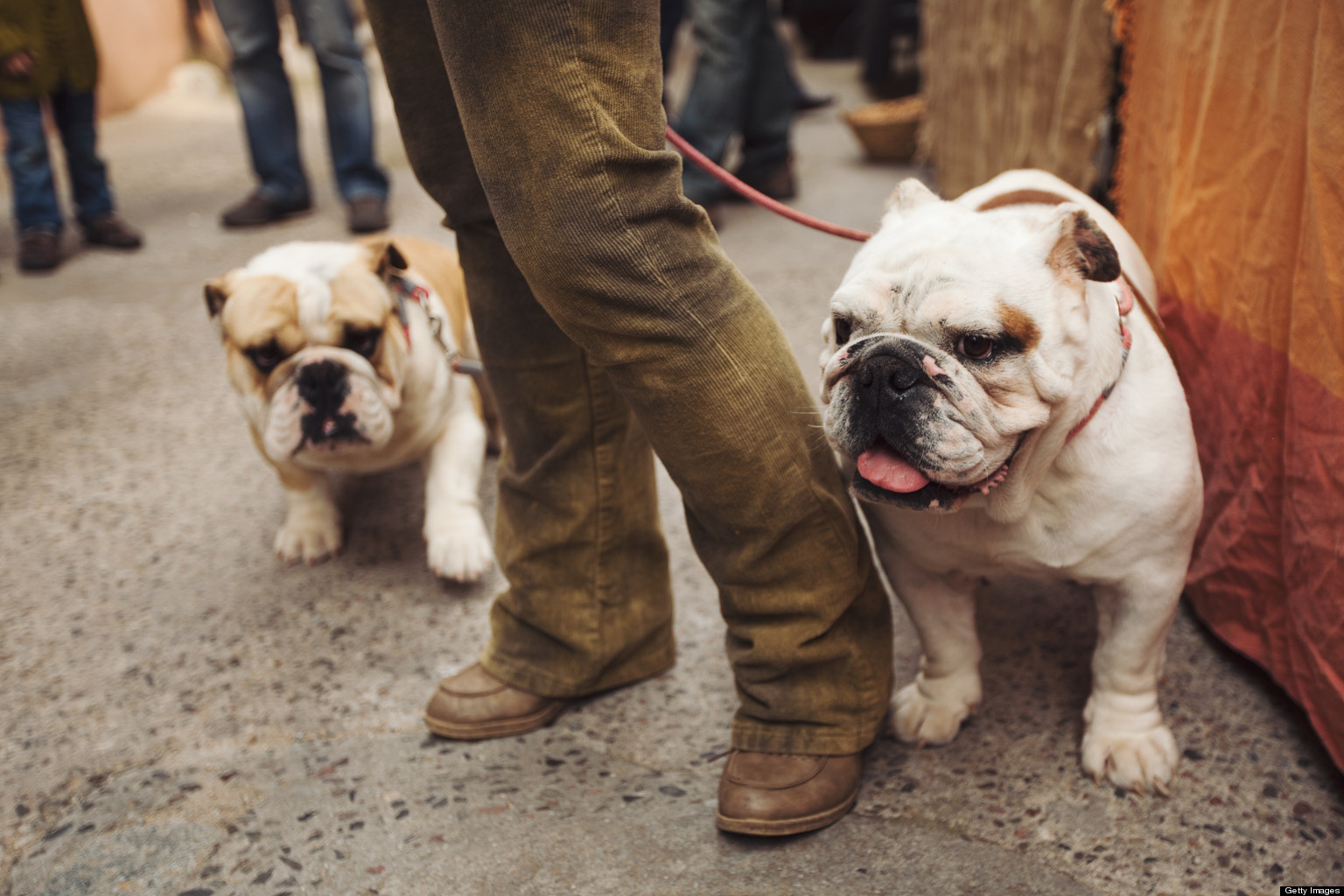 Resultado de imagen para bulldog dog eating with owner