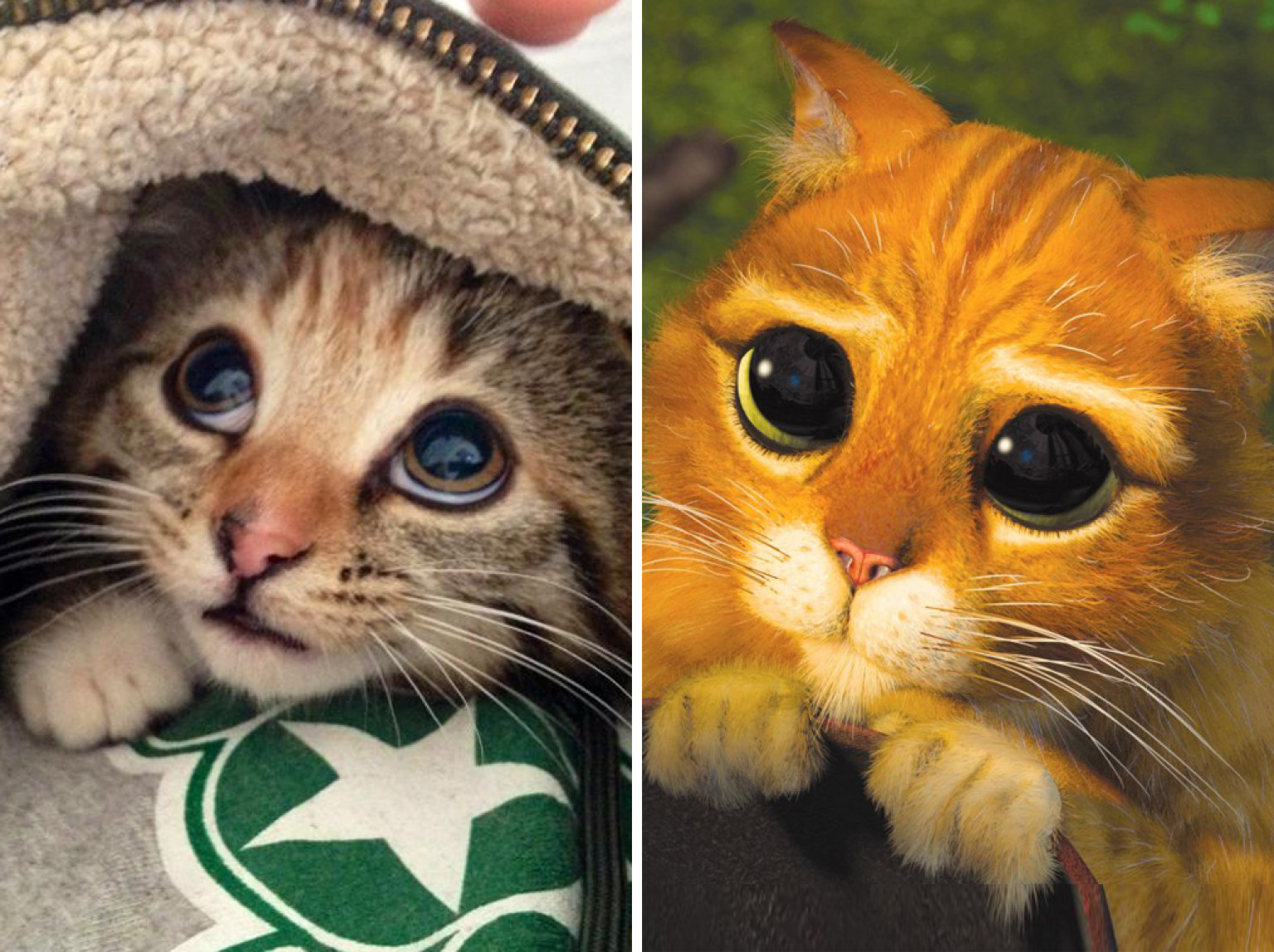 cat wearing boots