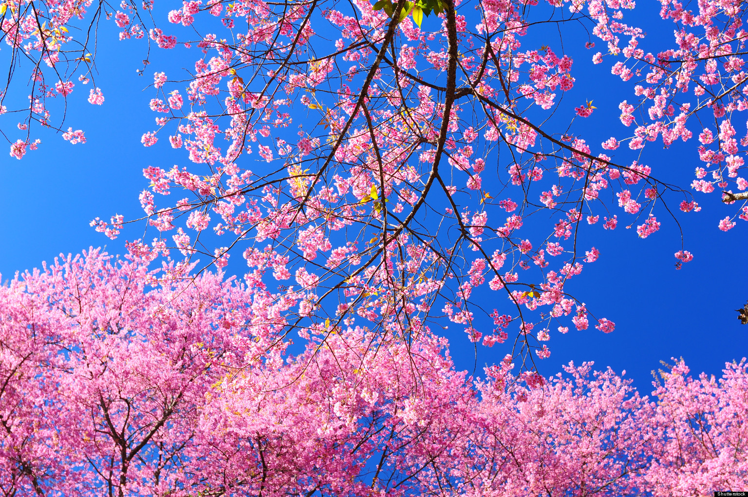 How to 'Cherry Blossom' Like a Japanese | HuffPost