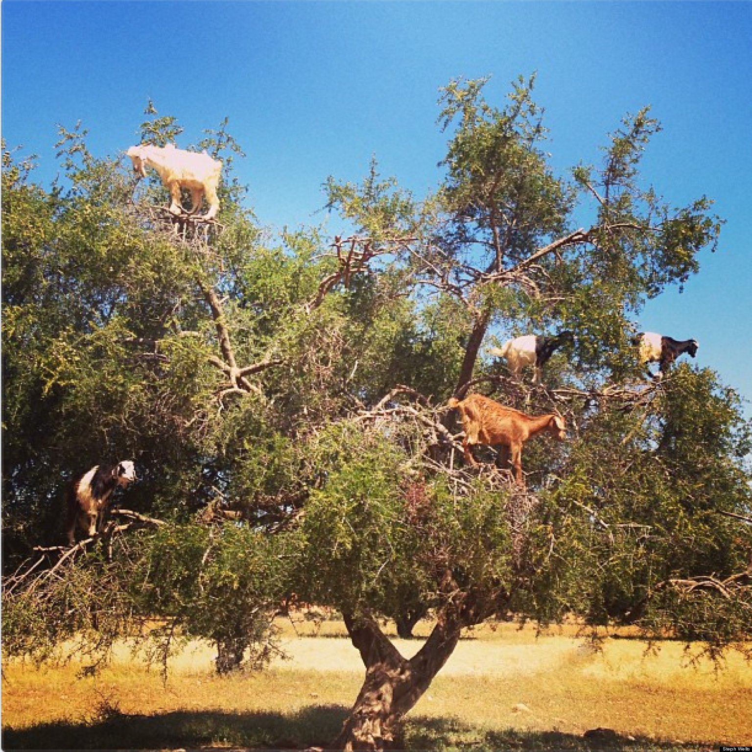 GOATS STANDING IN TREES ZOMG HuffPost
