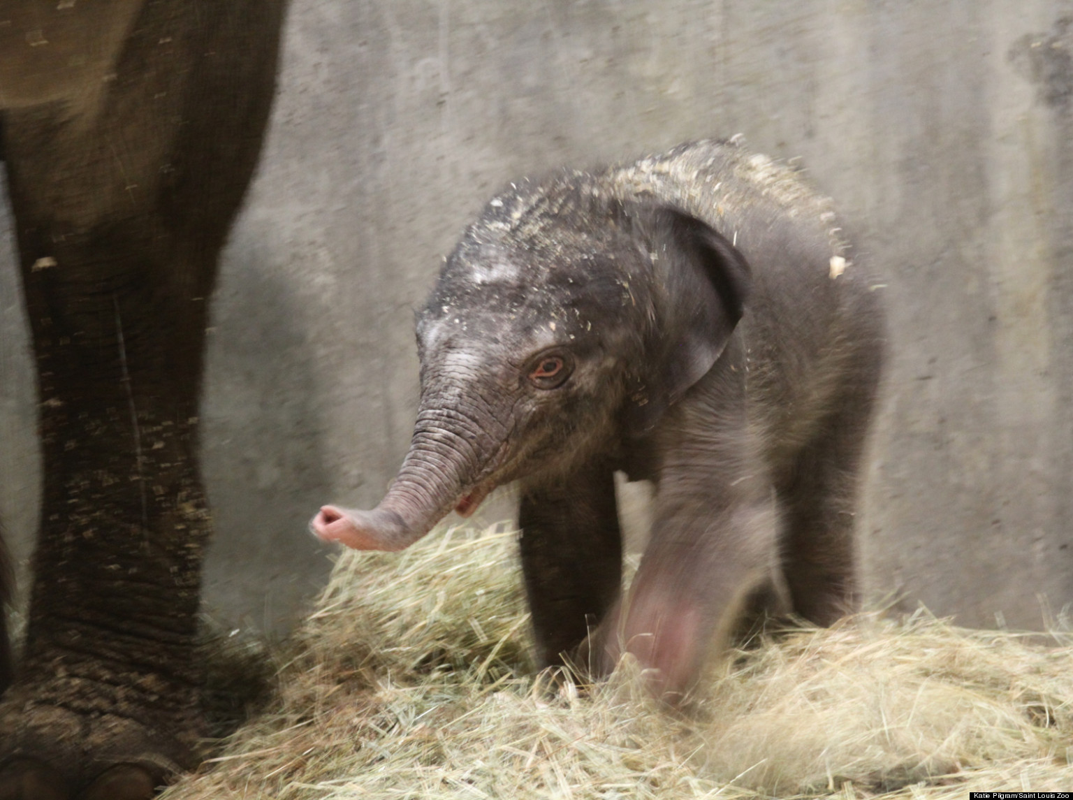 Ellie, Saint Louis Zoo's Asian Elephant, Gives Birth; Adorable Calf