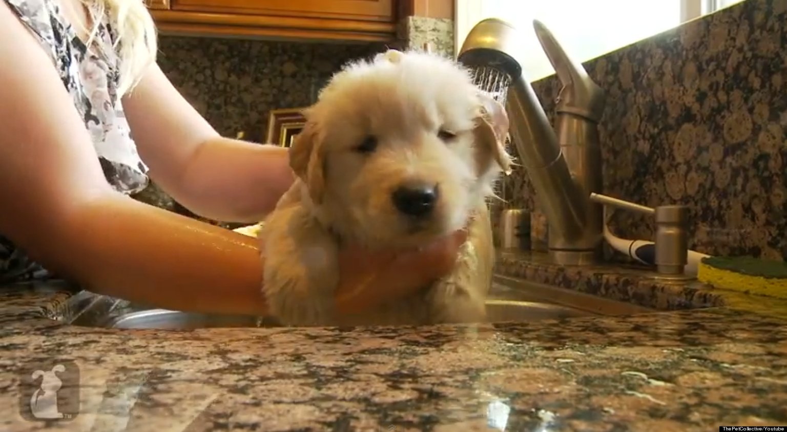 Golden Retriever Puppy Takes Bath, Makes Our Hearts Explode (VIDEO