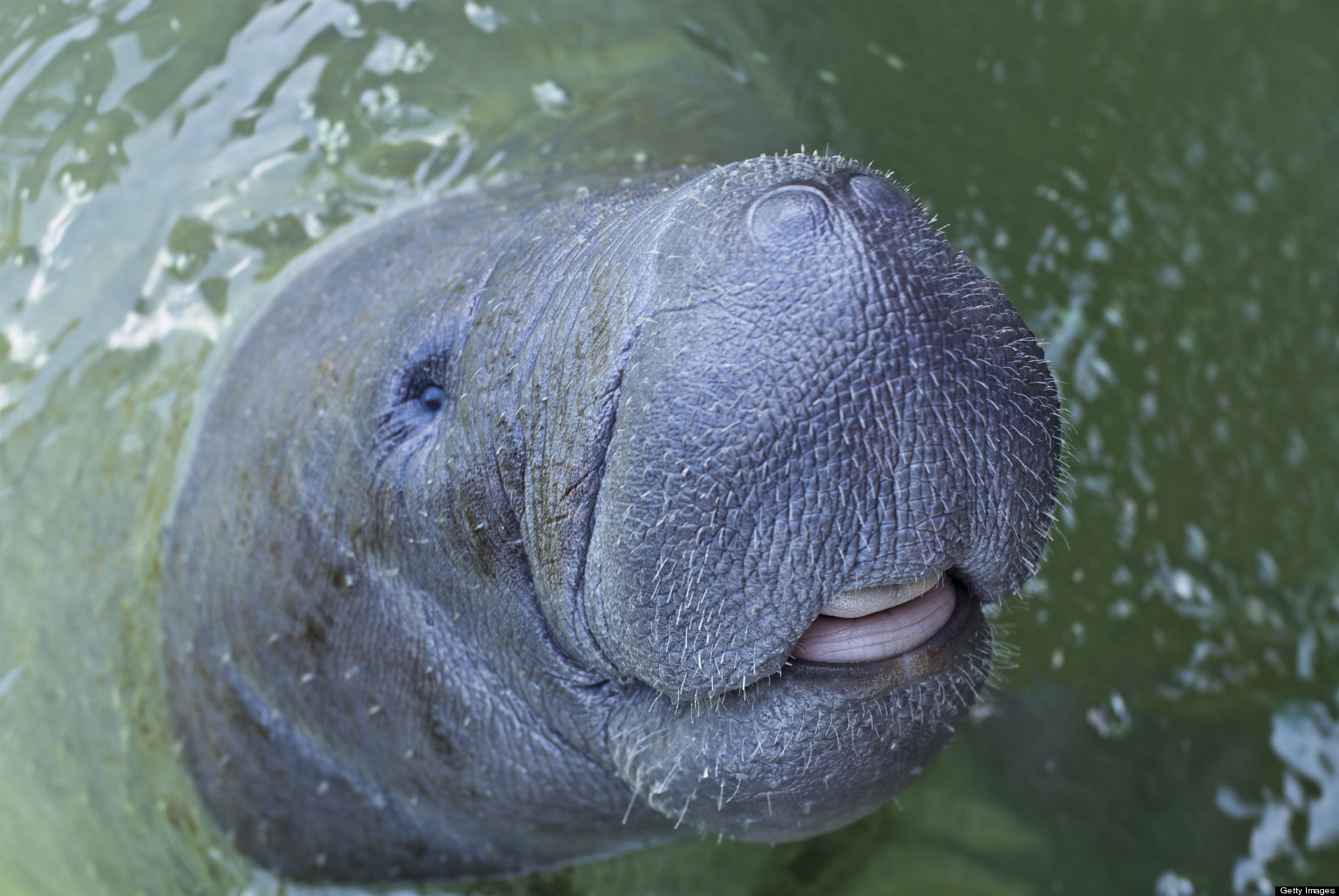 20-florida-manatees-up-for-adoption-through-save-the-manatee-club