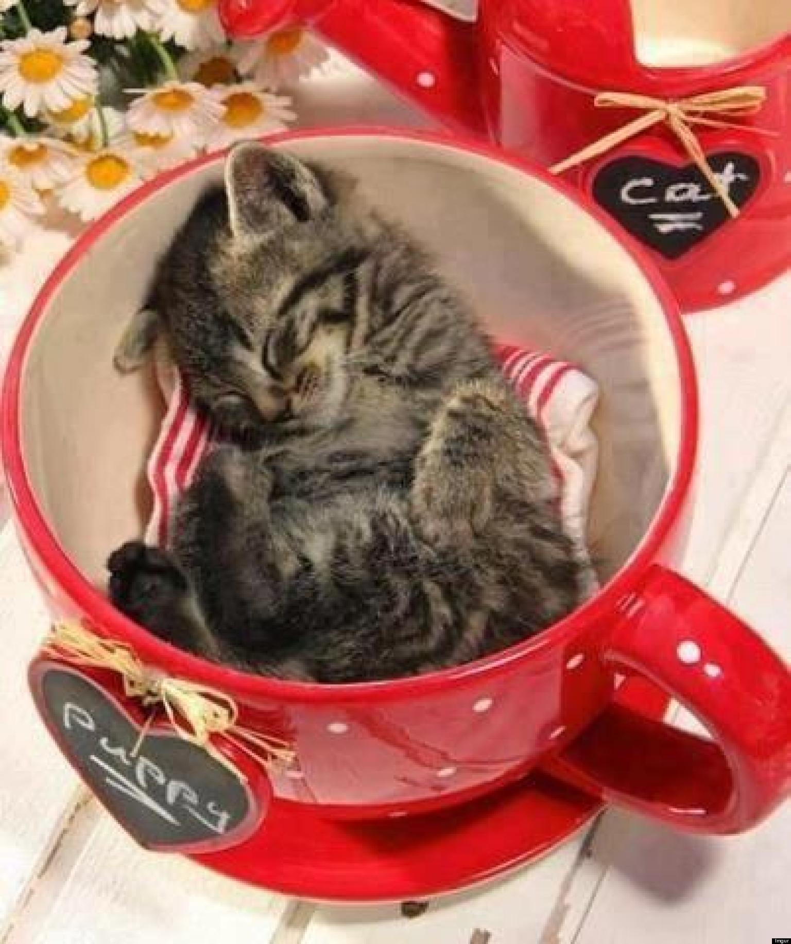 25 Adorable Animals In Cups (PHOTOS) HuffPost