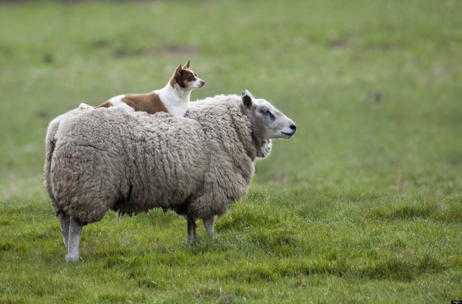 Dog Rides Sheep In The Best Photo You Might See All Day | HuffPost